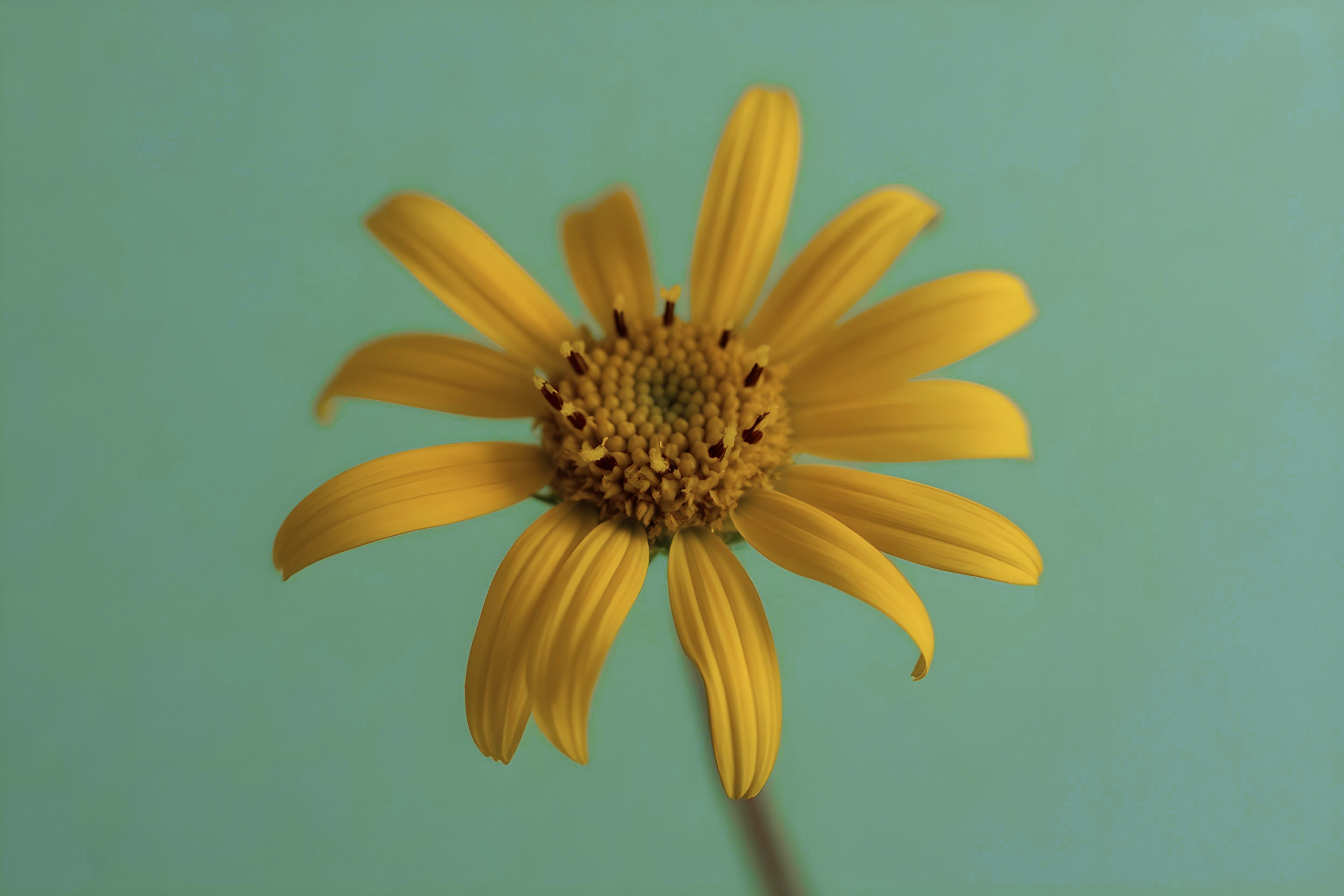 Arnica Montana: The Founding Botanical of Post-Enhancement Care