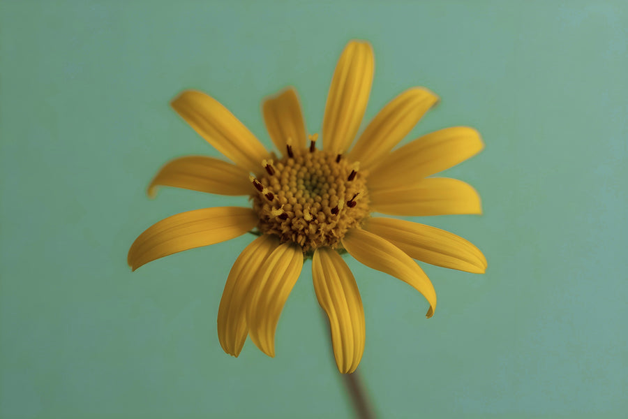 Arnica Montana: The Founding Botanical of Post-Enhancement Care