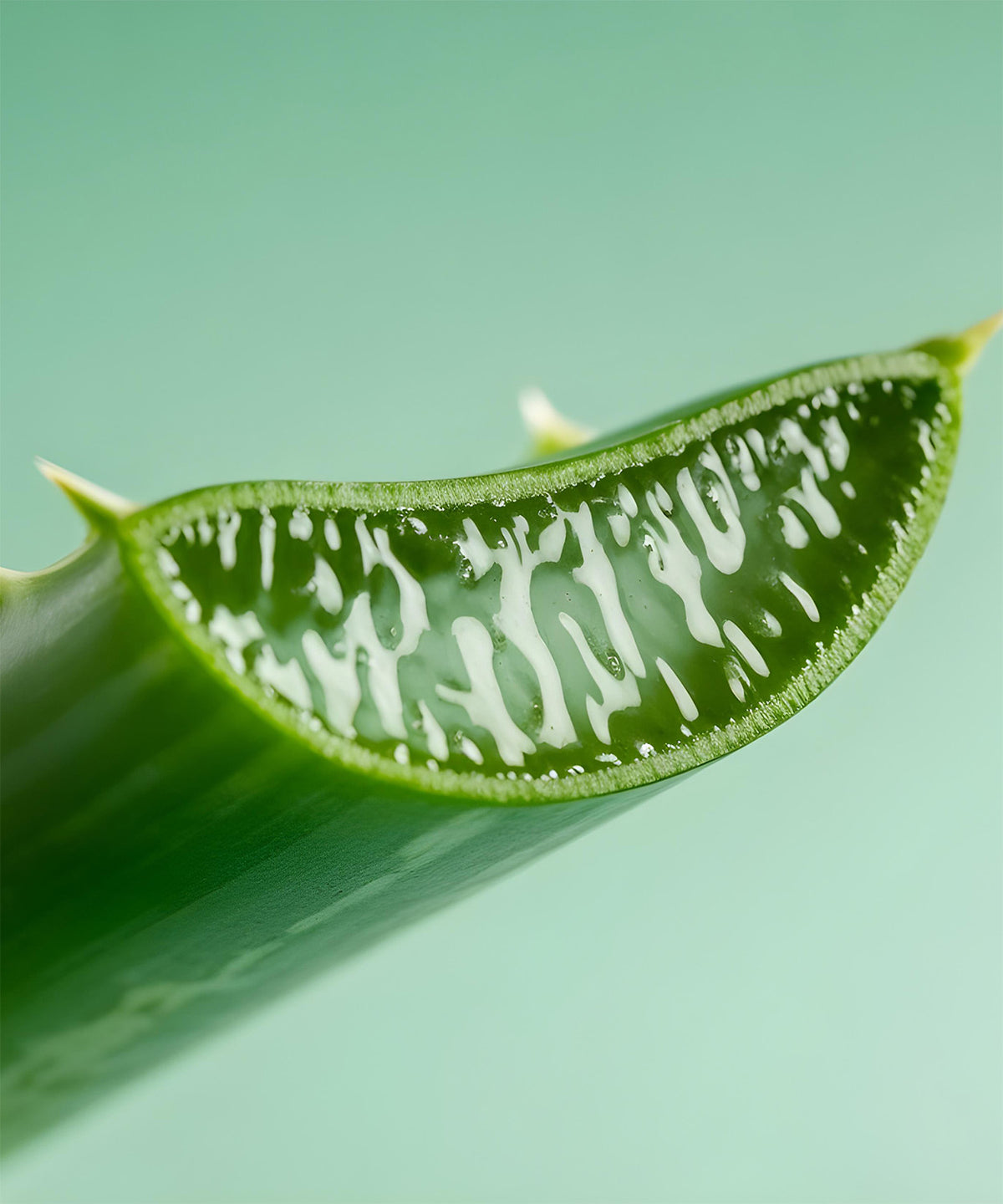Fresh aloe vera leaf cut open to show the clear inner gel, an ingredient in NaturaLip\u00ae Restorative Balm