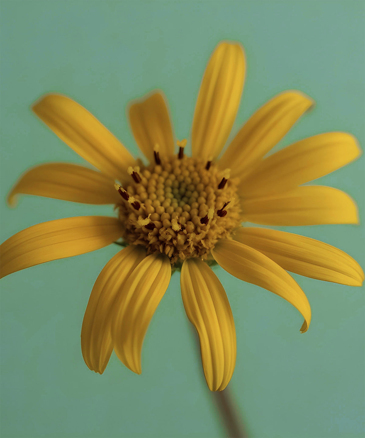 Yellow arnica montana flowers, a botanical ingredient in NaturaLip\u00ae Restorative Balm