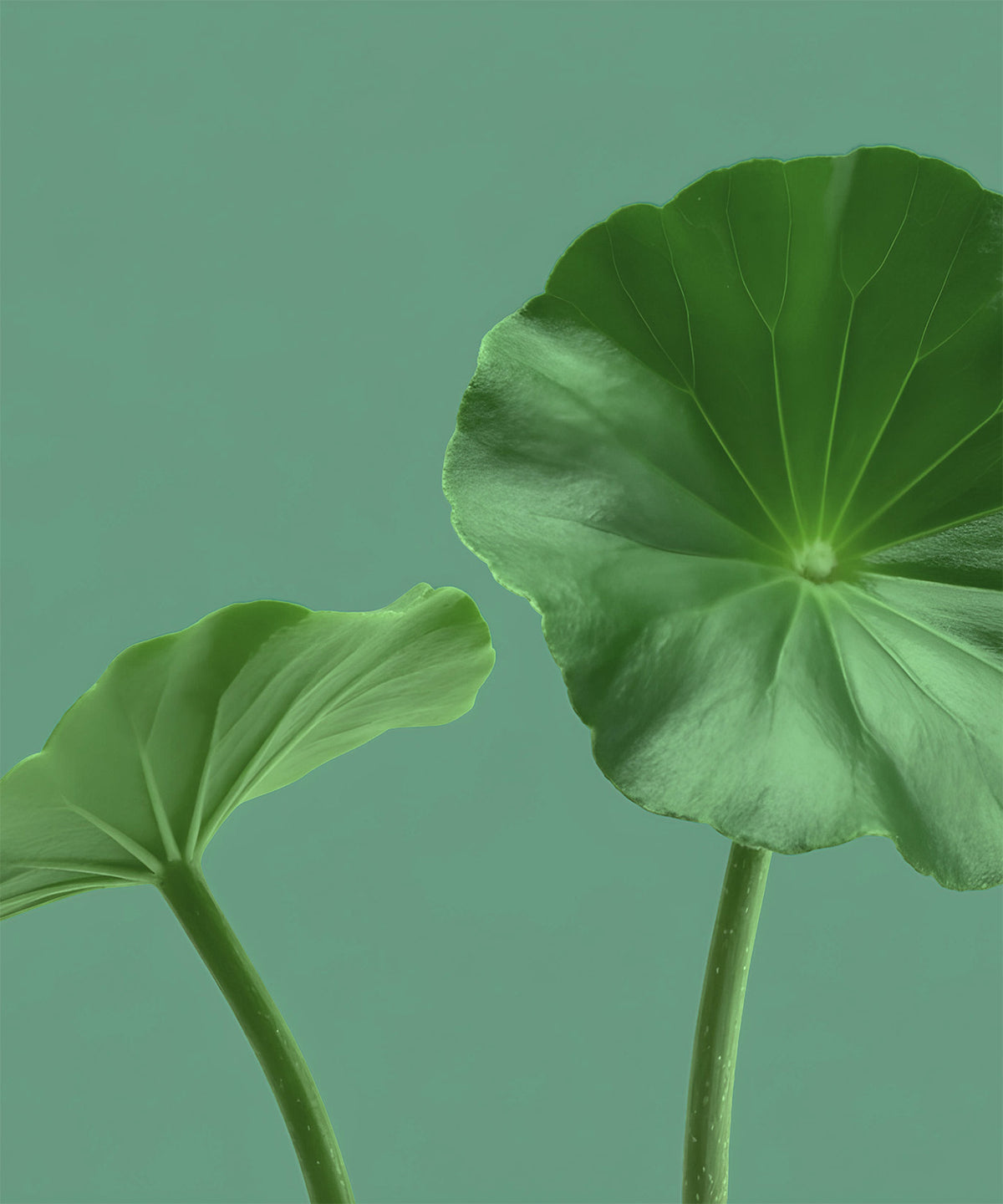 Green centella asiatica leaves, also known as gotu kola, an ingredient in NaturaLip\u00ae Restorative Balm